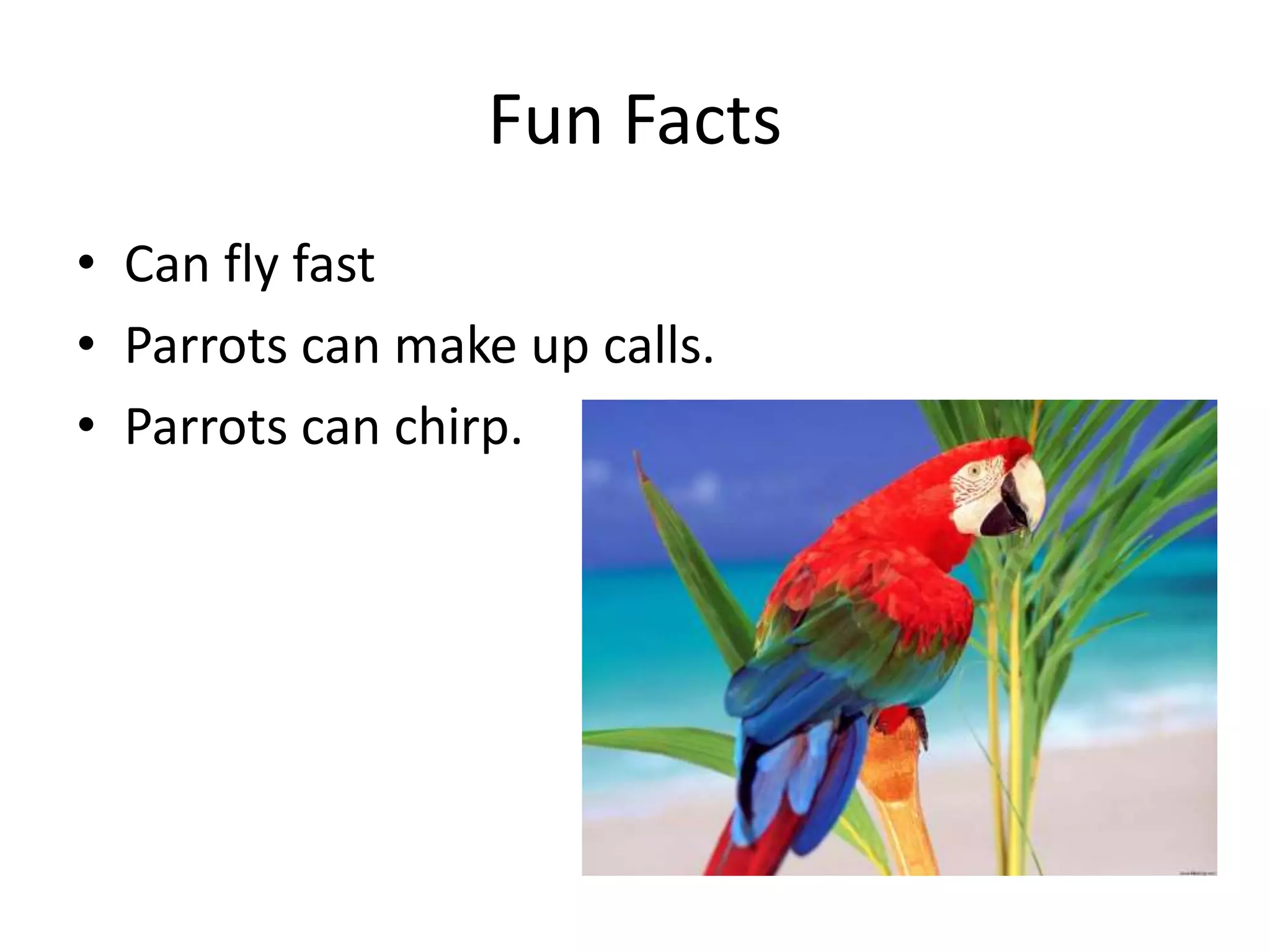 Fun Facts
• Can fly fast
• Parrots can make up calls.
• Parrots can chirp.