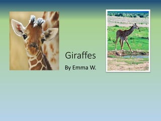 Giraffes
By Emma W.
 