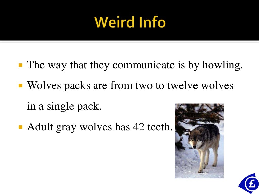 Animal Power Point gray Wolf 