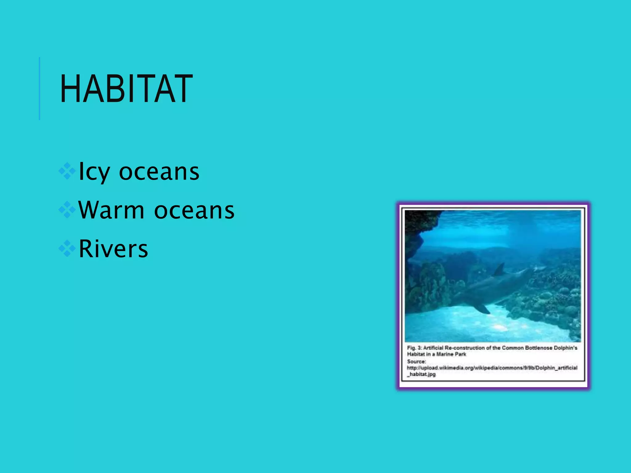 HABITAT
Icy oceans
Warm oceans
Rivers