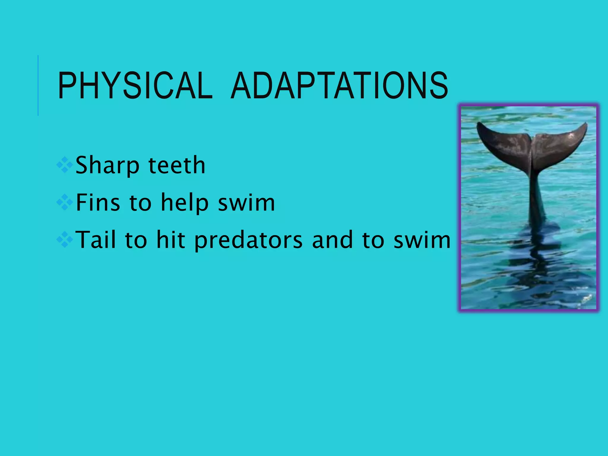 PHYSICAL ADAPTATIONS
Sharp teeth
Fins to help swim
Tail to hit predators and to swim