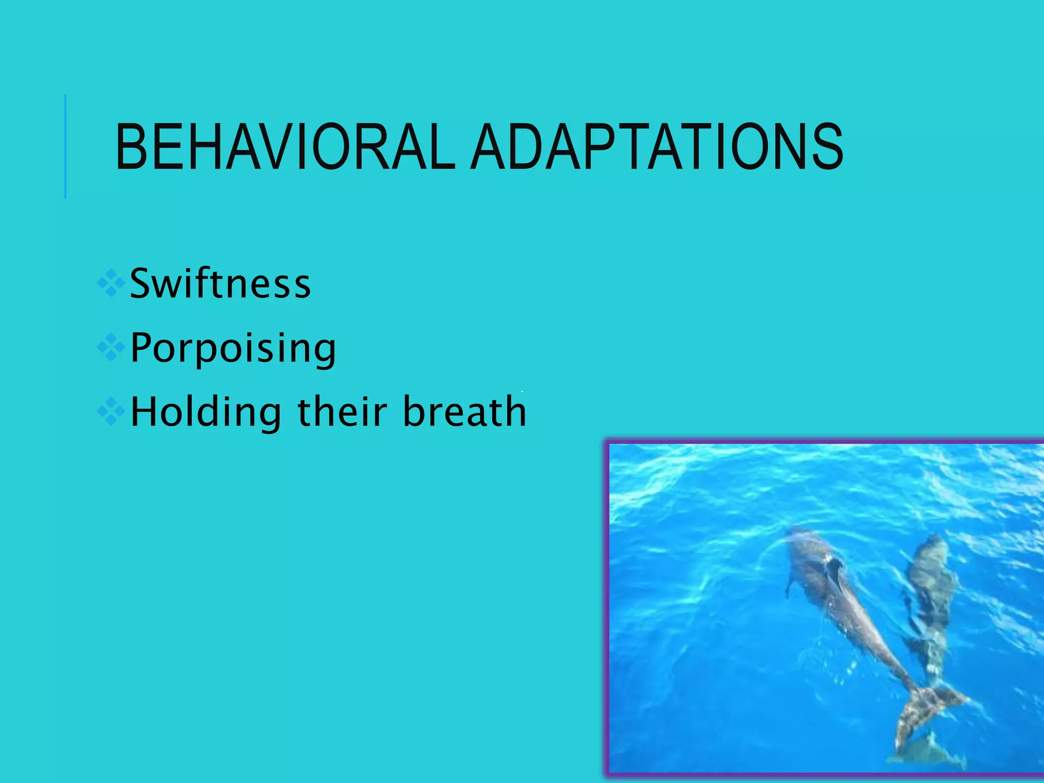 BEHAVIORAL ADAPTATIONS
Swiftness
Porpoising
Holding their breath