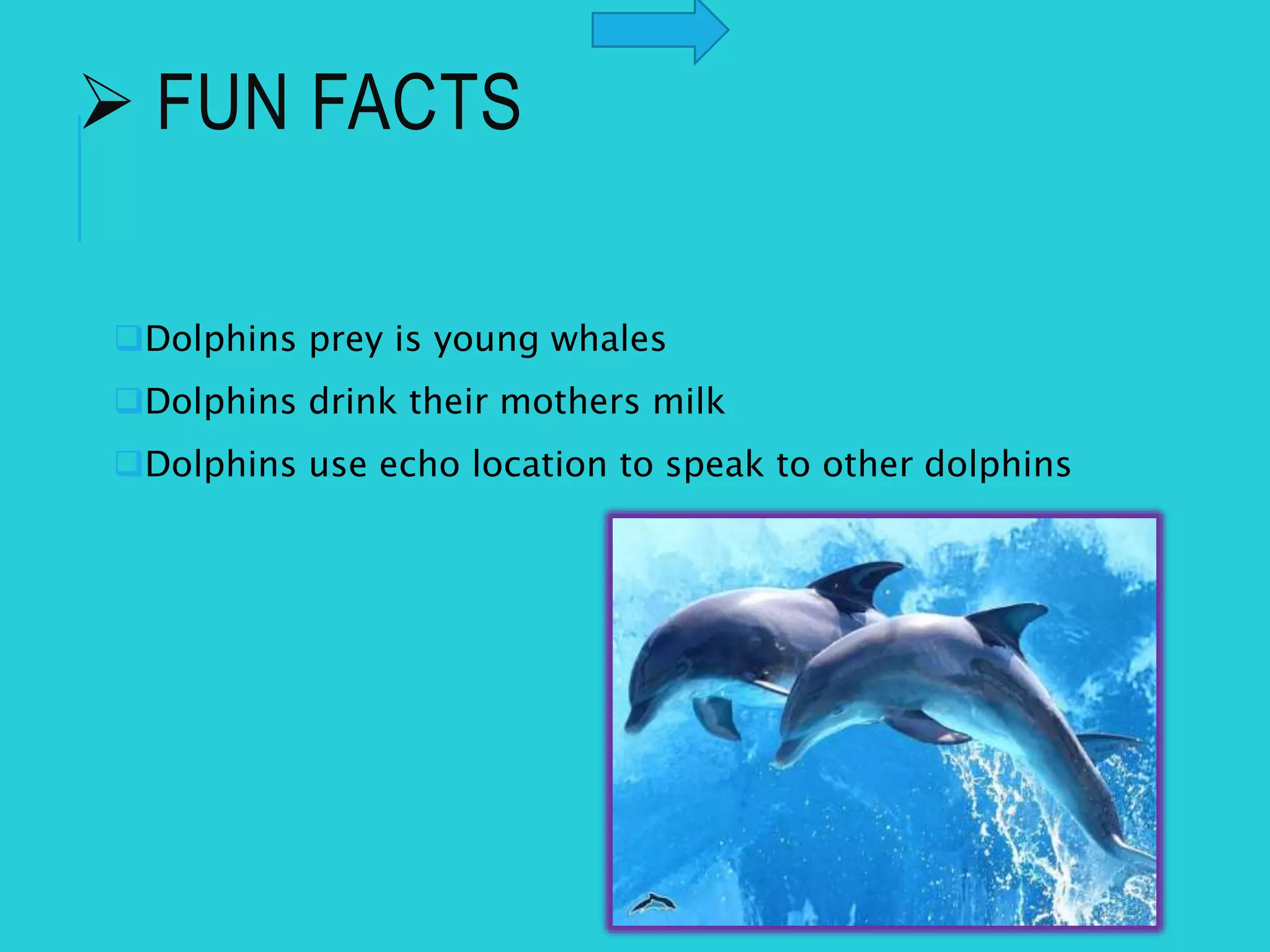  FUN FACTS
Dolphins prey is young whales
Dolphins drink their mothers milk
Dolphins use echo location to speak to other dolphins