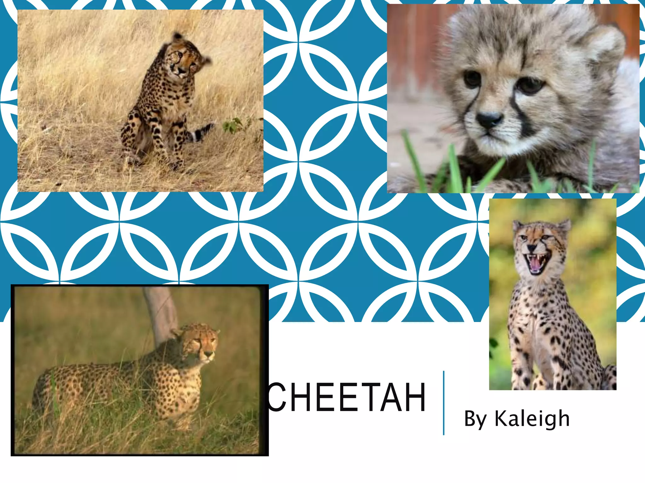 CHEETAH By Kaleigh