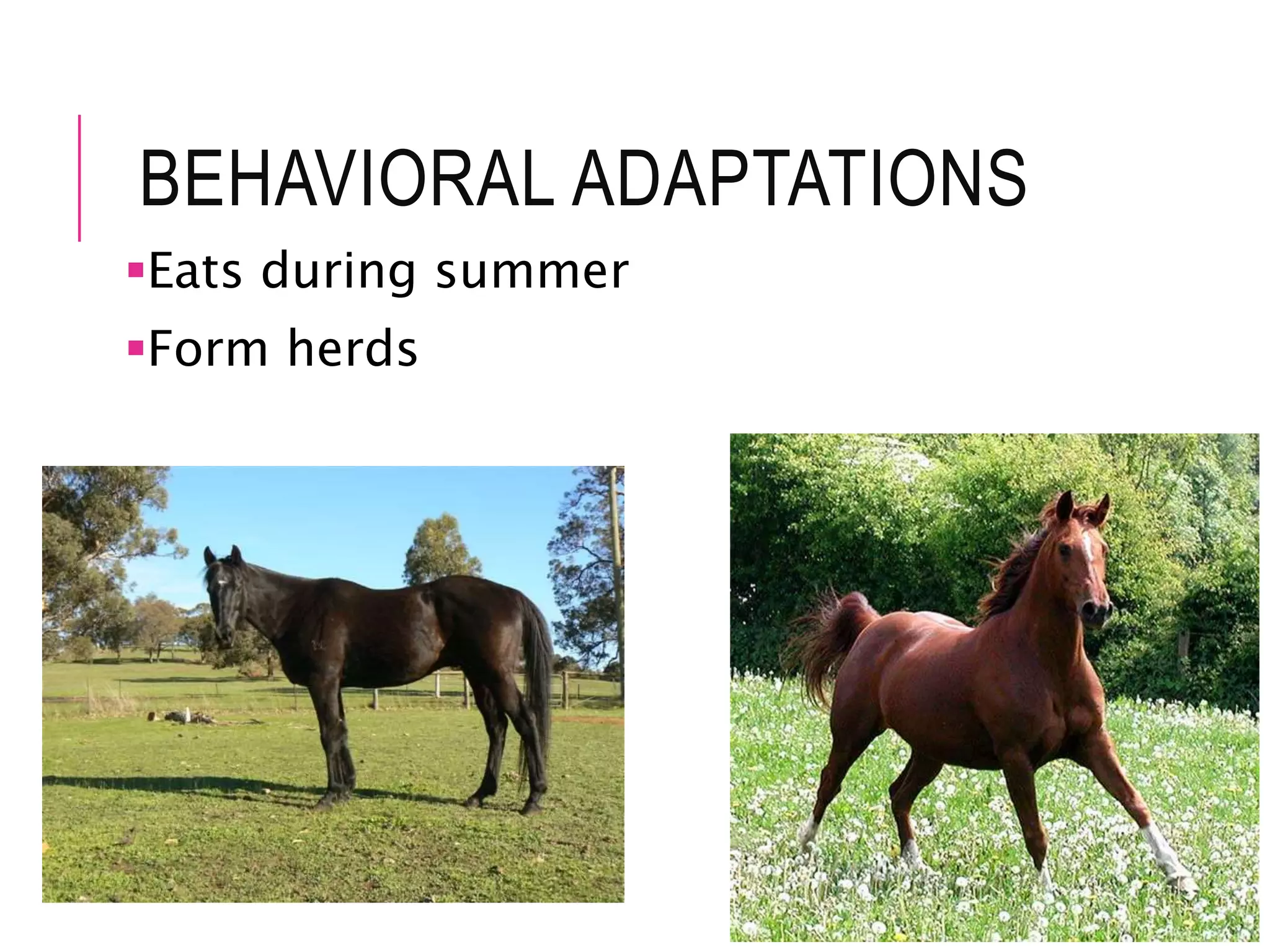 BEHAVIORAL ADAPTATIONS
Eats during summer
Form herds