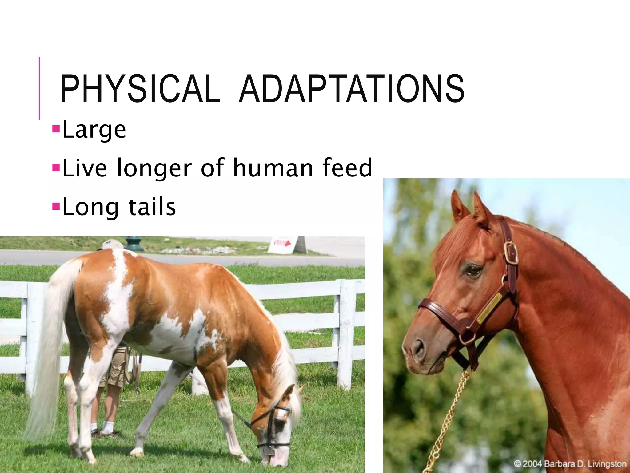PHYSICAL ADAPTATIONS
Large
Live longer of human feed
Long tails