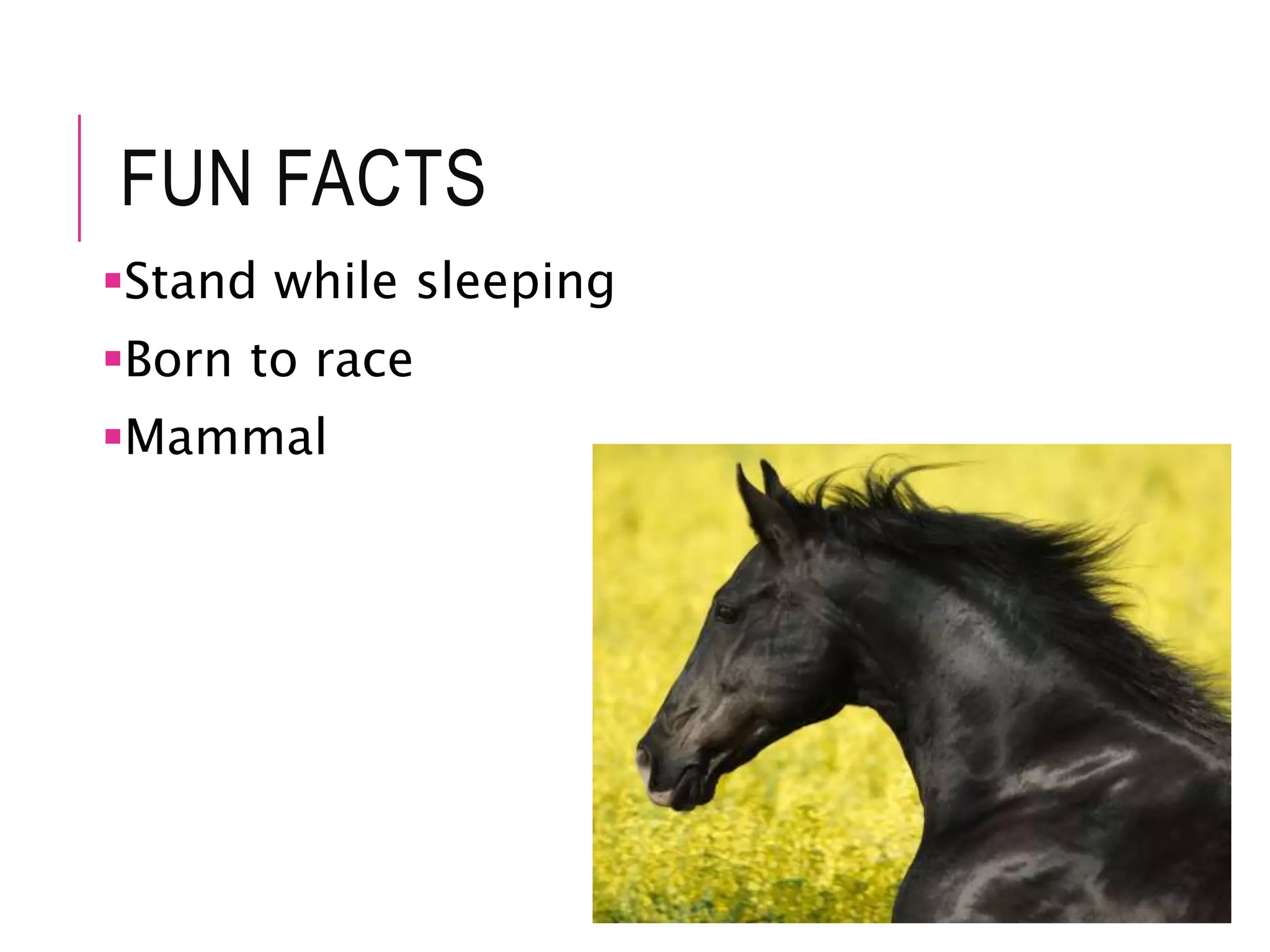 FUN FACTS
Stand while sleeping
Born to race
Mammal