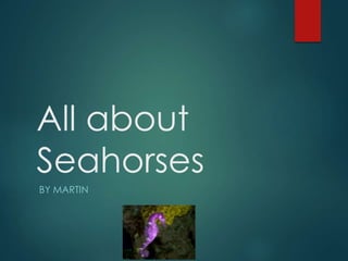 All about
Seahorses
BY MARTIN
 