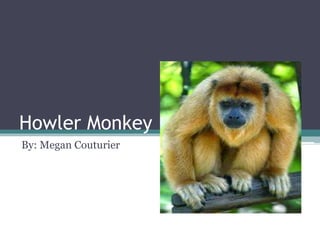 Howler Monkey
By: Megan Couturier
 