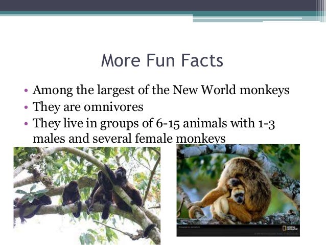 Howler Monkeys