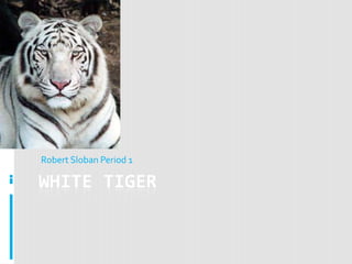 Robert Sloban Period 1

WHITE TIGER
 