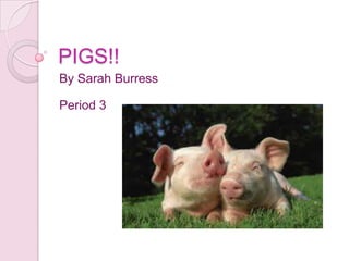 PIGS!!
By Sarah Burress

Period 3
 