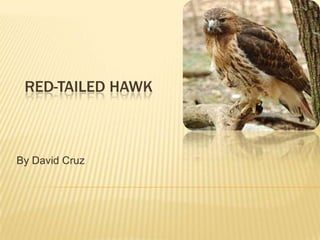 RED-TAILED HAWK



By David Cruz
 