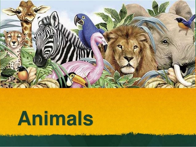 presentation on the animal world