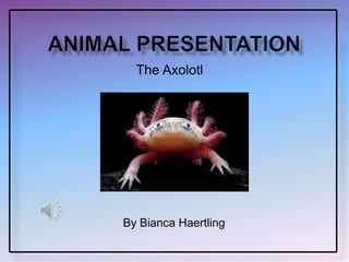 The Axolotl
By Bianca Haertling
 