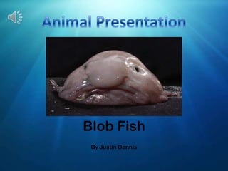 Blob Fish
By Justin Dennis
 