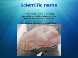 Blobfish (aka Mr Blobby) - The Australian Museum