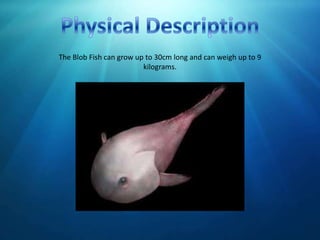 Blobfish (aka Mr Blobby) - The Australian Museum
