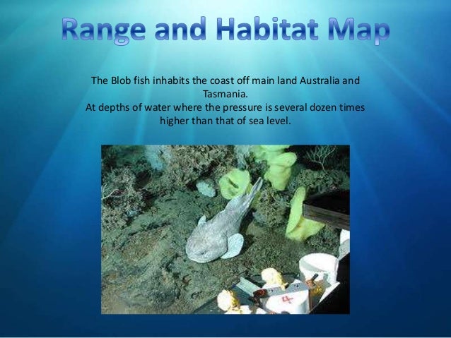 Animal Presentation