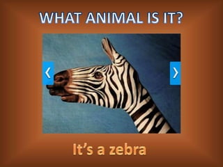 Animal presentation