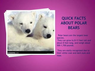 • Polar bears are the largest bear
species.
•They can grow to 8-11 feet tall and
about 8 feet long, and weigh about
500-1,700 pounds.
•They are easily-recognized due to
their white coat and dark eyes and
nose.
 