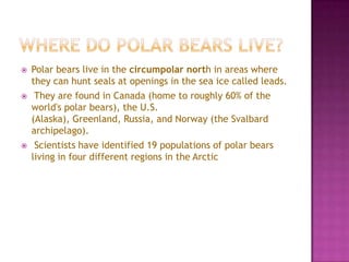  Polar bears live in the circumpolar north in areas where
they can hunt seals at openings in the sea ice called leads.
 They are found in Canada (home to roughly 60% of the
world's polar bears), the U.S.
(Alaska), Greenland, Russia, and Norway (the Svalbard
archipelago).
 Scientists have identified 19 populations of polar bears
living in four different regions in the Arctic
 
