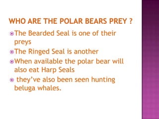 The Bearded Seal is one of their
preys
The Ringed Seal is another
When available the polar bear will
also eat Harp Seals
 they’ve also been seen hunting
beluga whales.
 