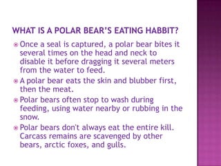  Once a seal is captured, a polar bear bites it
several times on the head and neck to
disable it before dragging it several meters
from the water to feed.
 A polar bear eats the skin and blubber first,
then the meat.
 Polar bears often stop to wash during
feeding, using water nearby or rubbing in the
snow.
 Polar bears don't always eat the entire kill.
Carcass remains are scavenged by other
bears, arctic foxes, and gulls.
 