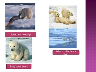 Polar bears eating!
Where polar bears
live!
Baby polar bear!
 