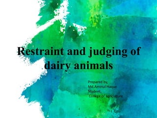 Restraint and judging of
dairy animals
Prepared by,
Md.Aminul Haque
Student,
College of agriculture
 