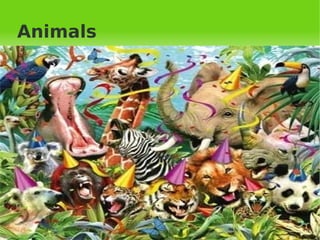   
Animals
 
