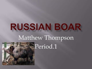 Matthew Thompson
     Period.1
 