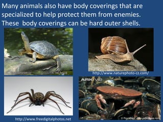 Animal protection (adapations teach) | PPT