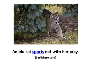 An old cat sports not with her prey.
(English proverb)
 