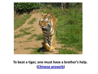 To beat a tiger, one must have a brother’s help.
(Chinese proverb)
 
