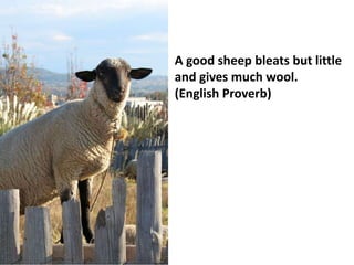 A good sheep bleats but little
and gives much wool.
(English Proverb)
 