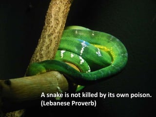 A snake is not killed by its own poison.
(Lebanese Proverb)
 