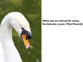 When you are among the swans,
You become a swan. (Thai Proverb)
 