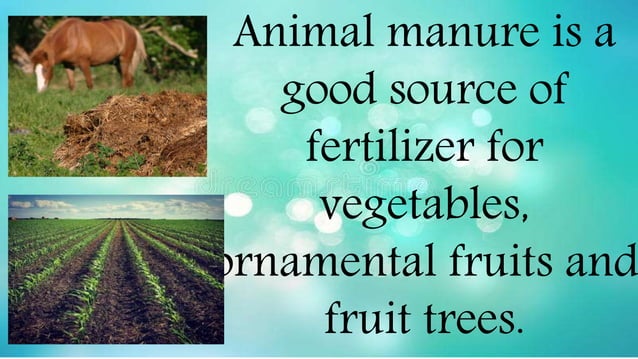 Animal raising | PPTX