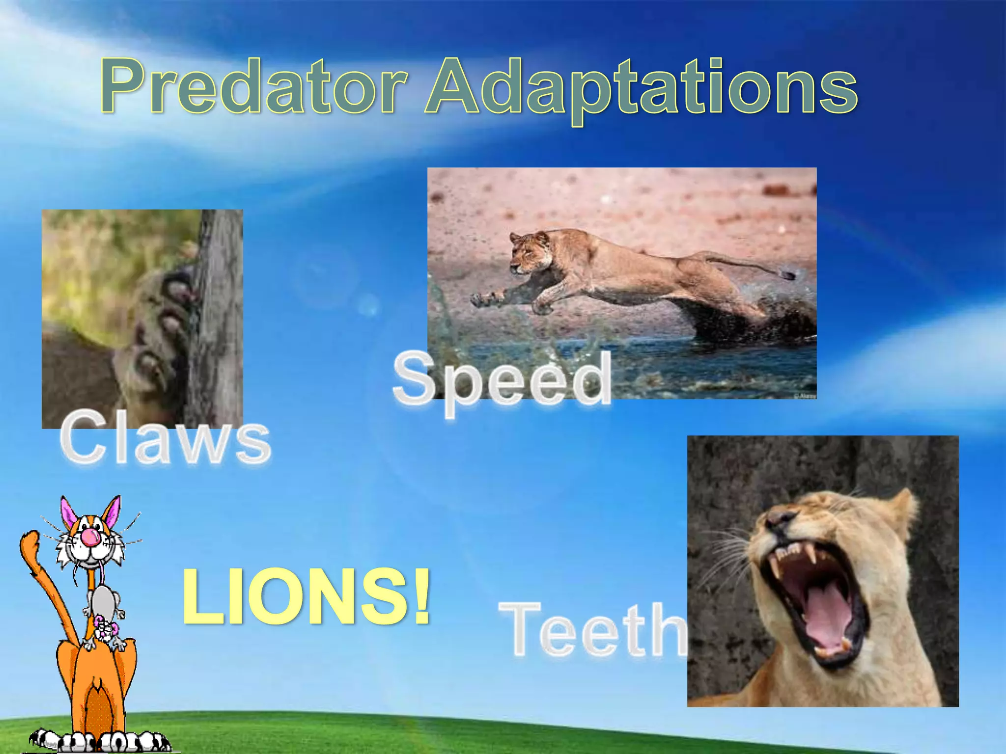Predator AdaptationsSpeedClawsLIONS!Teeth