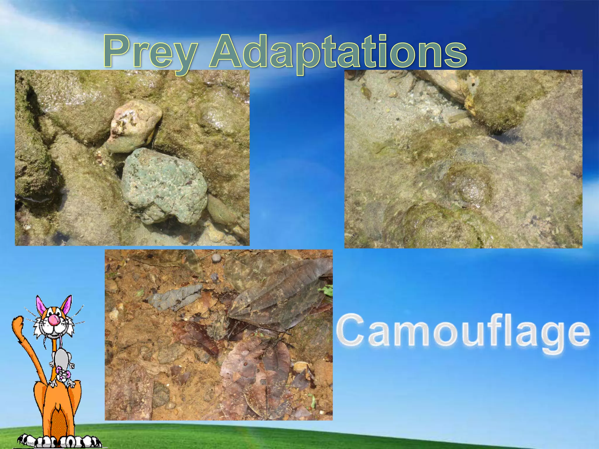 Prey AdaptationsCamouflage