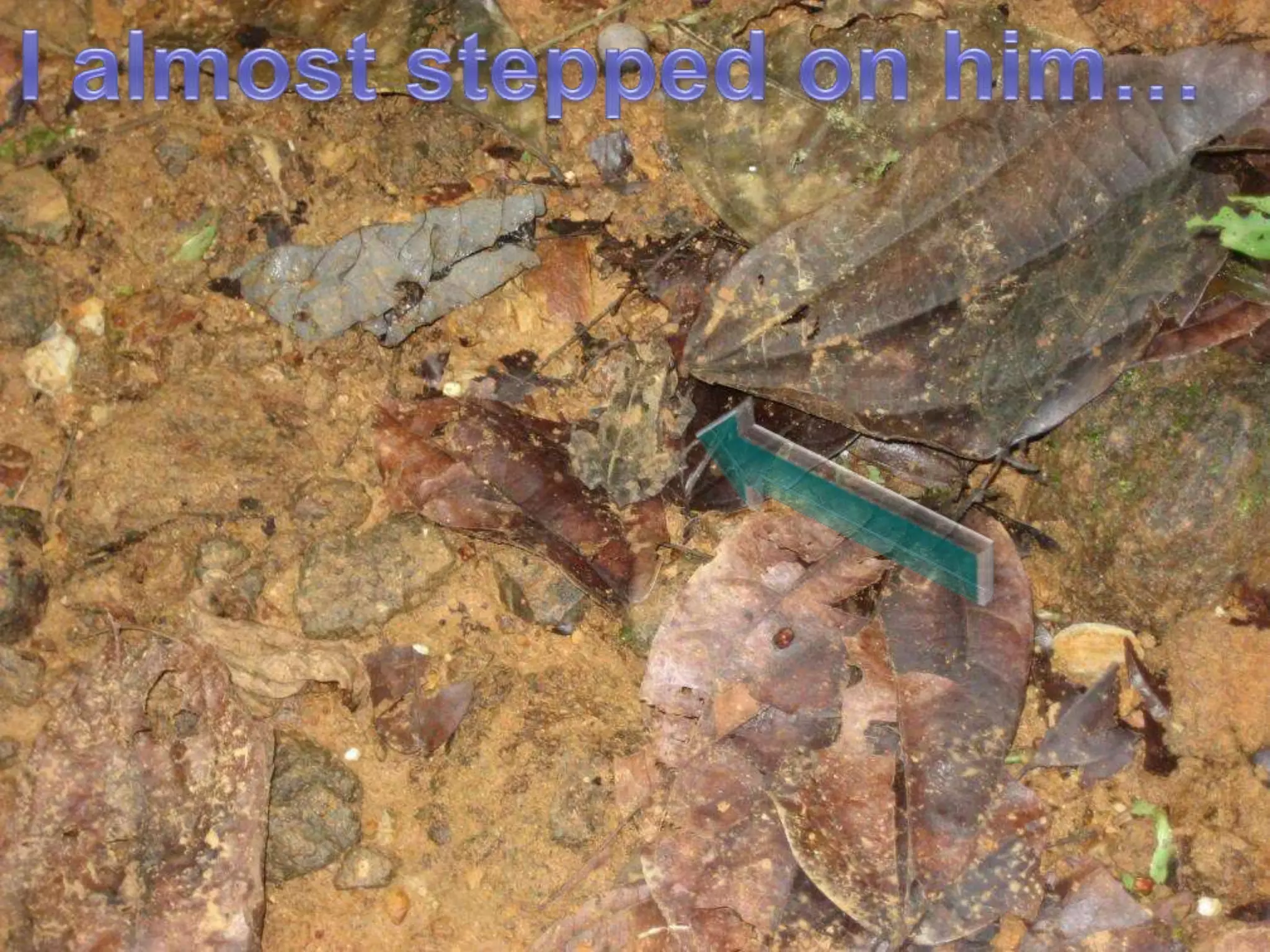 I almost stepped on him…