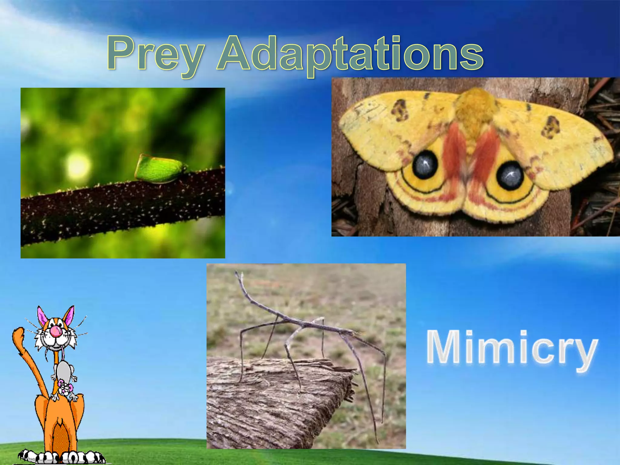 Prey AdaptationsMimicry