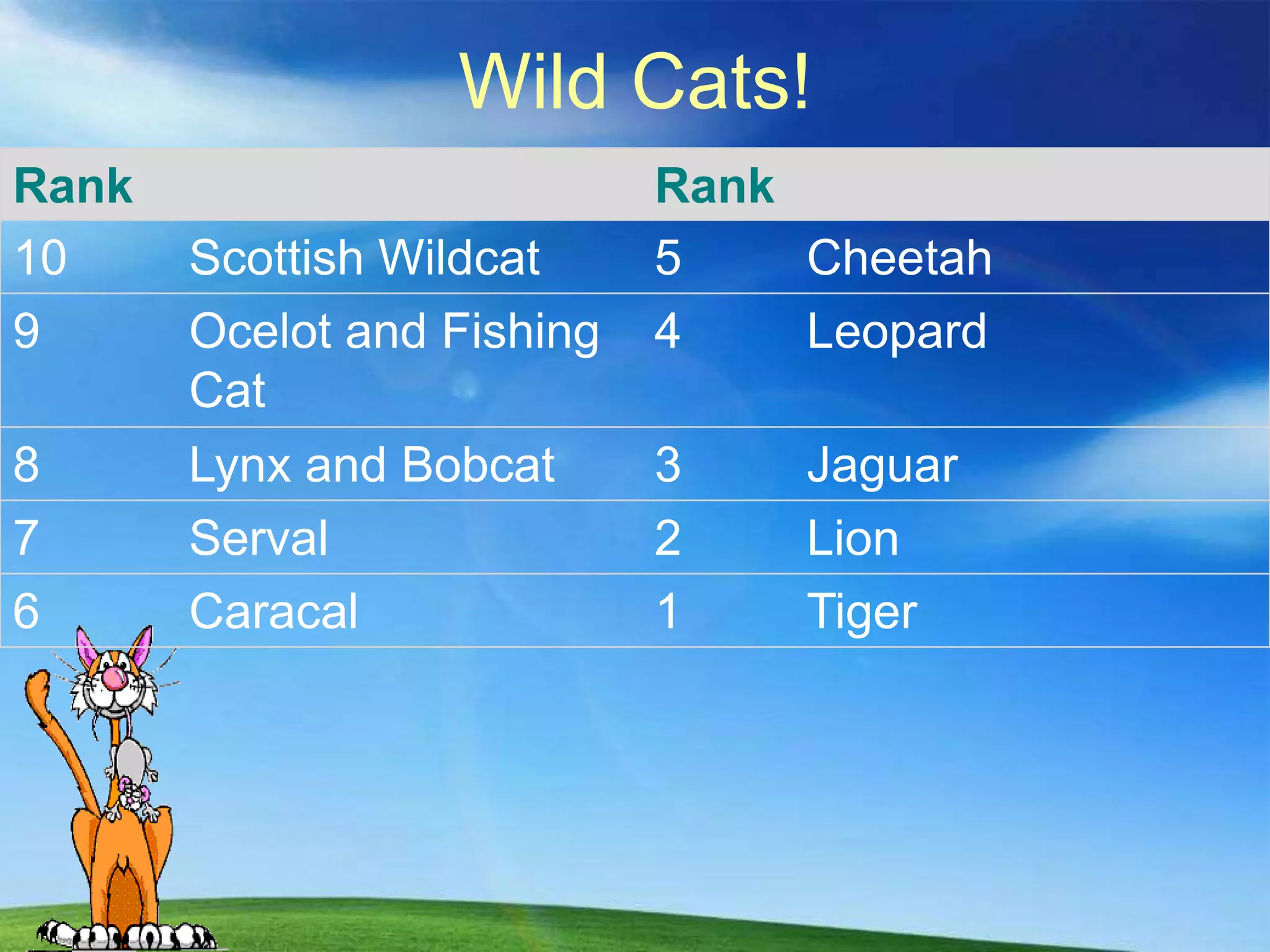 Wild Cats!