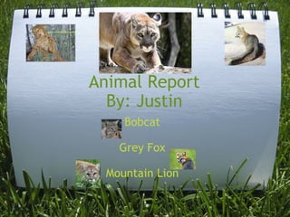 Animal Report By: Justin Bobcat Grey Fox Mountain Lion 