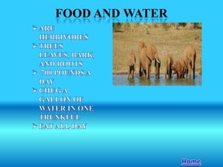 Animal report.sanders