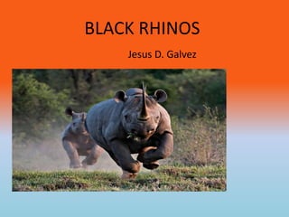 BLACK RHINOS
Jesus D. Galvez
 