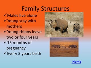 Family Structures
Males live alone
Young stay with
mothers
Young rhinos leave
two or four years
15 months of
pregnancy
Every 3 years birth
Home
 