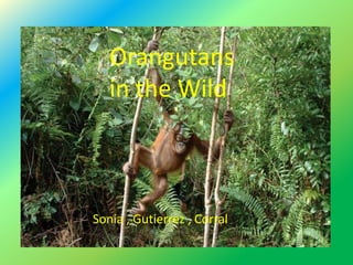 Wild live about Orangutans
Sonia-Gutierrez-Corral
Orangutans
in the Wild
Sonia , Gutierrez , Corral
 