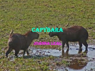 capybara
Joanna Leal
 